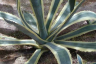agave plant